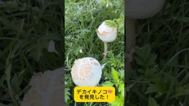 公園でデカイキノコ🍄を発見した！