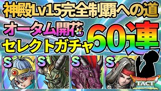 【ドラクエタクト】60連勝負！オータム才能開花セレクトSPスカウトで大幅戦力強化をしていくガチャの回